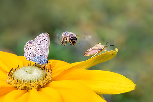 Biodiversiteit