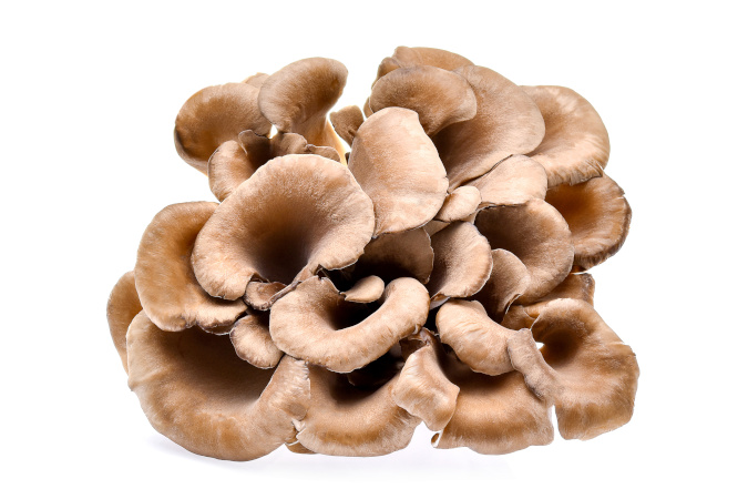 maitake