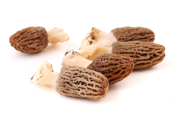 morilles