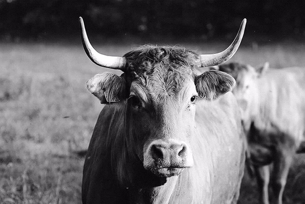 Limousin koeien